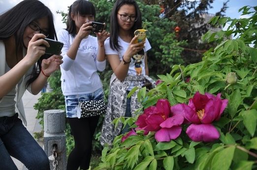 牡丹江赏牡丹花最佳地:江滨公园