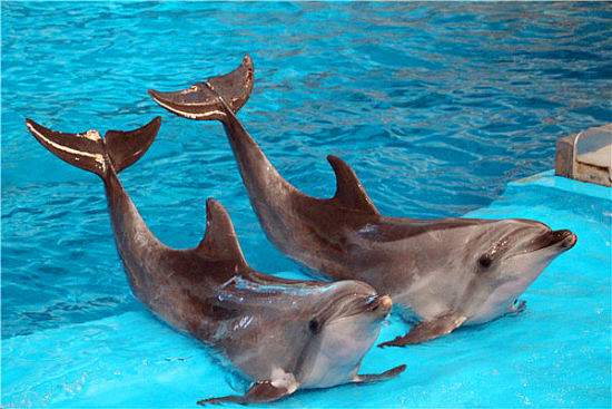 比极地还妙的大连海洋极地馆