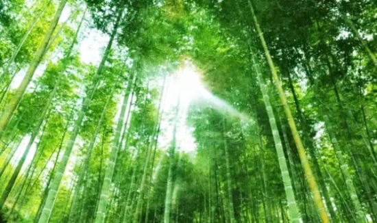 开启幸福小清新之旅 盘点全南京初夏最美的18个景点_新浪旅游_新浪网