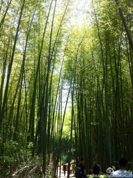 竹海婚纱照_蜀南竹海