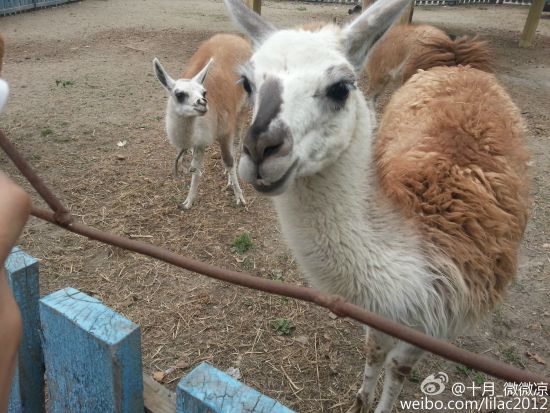二、火烈鸟之恋 在哈尔滨北方森林动物园里,你会时不时地看见两只火烈鸟的颈部弯曲后,会组合成一个橘红色的心形,让人感觉到它们是深深地相爱了。在520这天,带着心爱的那个TA来到这里,看这充满爱的景观,或许会让你们彼此释放出更多的爱情荷尔蒙。 新浪旅游配图:给鹤喂食 图片来源:@十月_微微凉