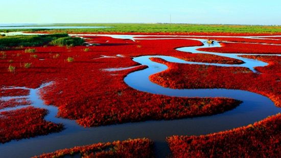 盘锦红海滩 荡漾在海滨的那片中国红