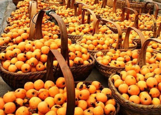 枇杷成熟时 游新安江去