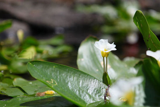 水上花