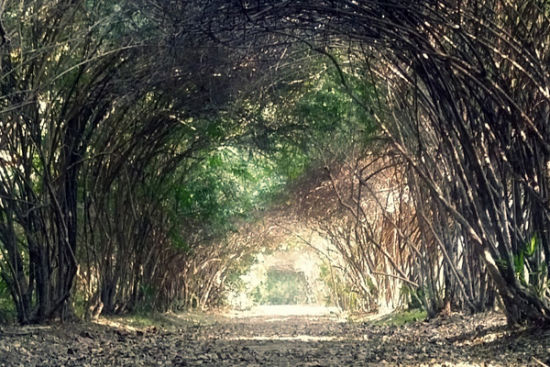 南京中山植物园 不去乌克兰也能看爱情隧道(2)_新浪旅游_新浪网