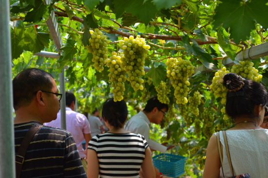 淳化华晨嘉信省级现代农业示范园区首届葡萄