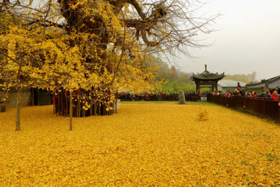 古观音禅寺火了 西安其它古寺表示不服