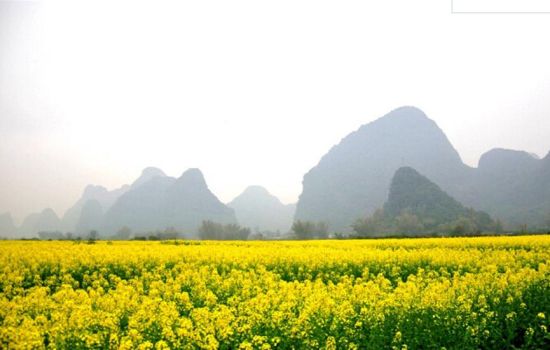 遇河大片油菜花盛放 :新浪博主/青菜的居傢生活 遇河大片油菜花盛放 :新浪博主/青菜的居傢生活