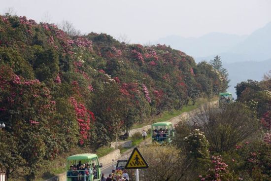 百里杜鹃进入花期 花痴们可以行动啦!