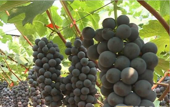 建水早熟葡萄上市 产值或超16亿