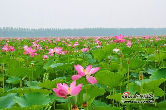 山东枣庄滕州市微山湖旅游推介会在石召开