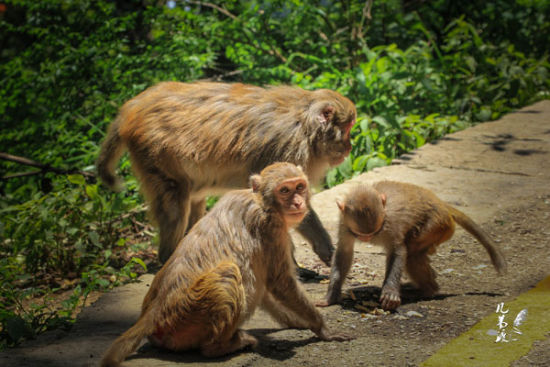 图注:三只猴子 来源:@几苇渡