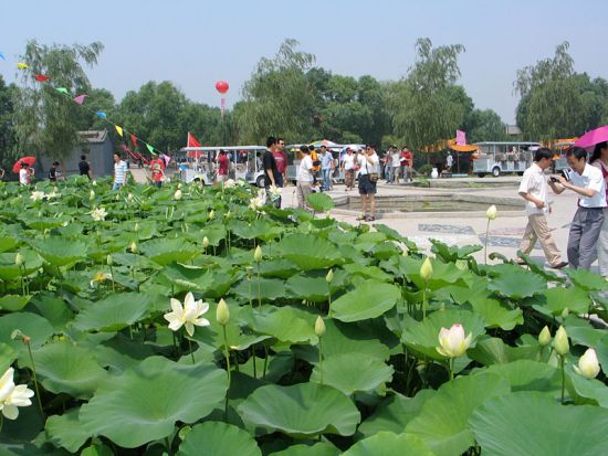 白洋淀景区门票_白洋淀景区门票简介_白洋淀