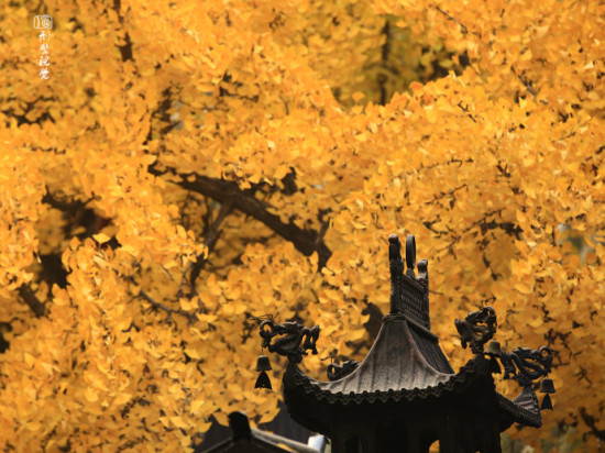 秋天的寺院 红螺寺金秋禅意|寺院|银杏|红螺寺_新浪旅游_新浪网