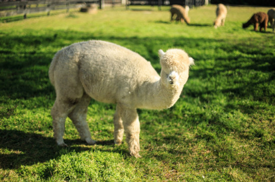新西兰在羊驼农庄体会生命的感动