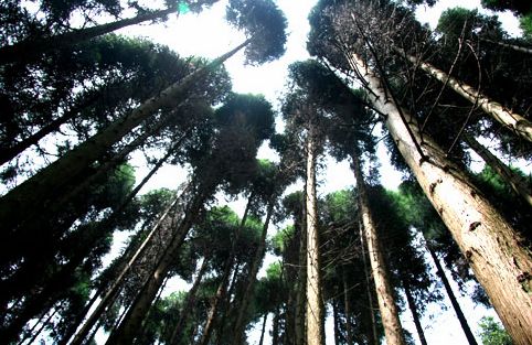 重庆:黄水公园将举办森林美食节(图)