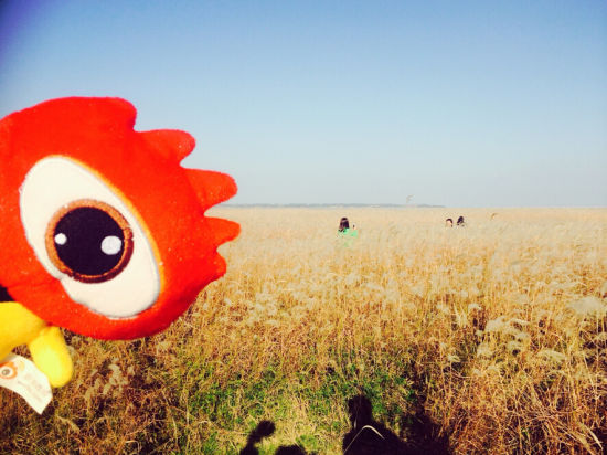 当水上公路遇见芦苇荡 来千年吴城邂逅唯美冬