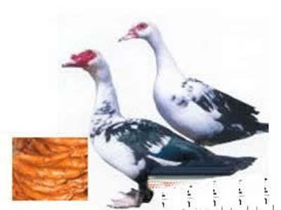 古代九大残忍菜:烤鸭掌(图)