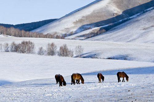 ԶѩĿӶ