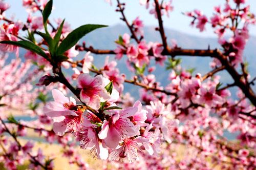 桃花朵朵开