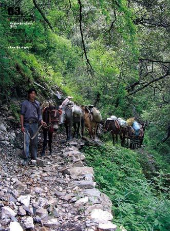 茶马古道在西藏历史上有着十分重要的地位.