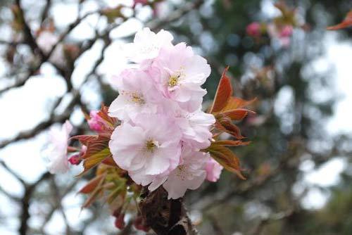 阿里山的樱花