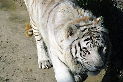 白虎十分稀有，它们性情温顺，被喻为“君子”和“淑女”。