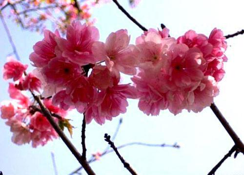 伊豆是日本观赏樱花最有特色的去处。