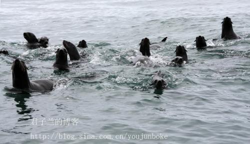 大海豹带着小海豹学习游泳