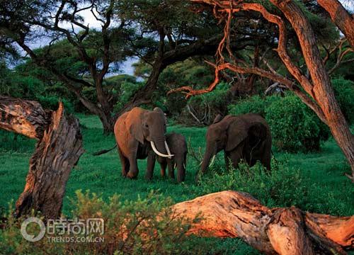 草原中悠闲的大象
