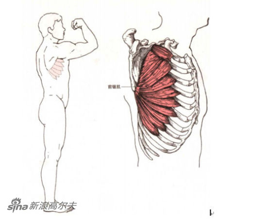 圖1-3 前鋸肌解剖
