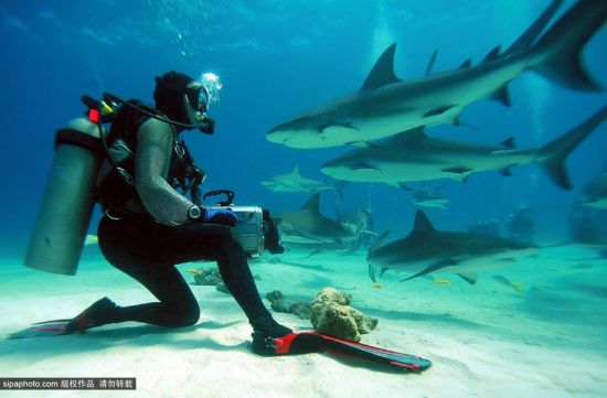 女潜水员喂食鲨鱼惊险瞬间