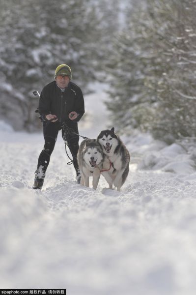 英国男子训练哈士奇参加狗拉雪橇大赛