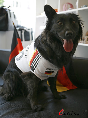 图文-08年欧洲杯大赛气氛渐浓 德国队宠物狗很