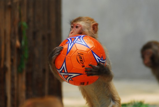 图文-烟台举行动物足球赛 这只猴子输急了_图