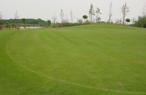 资讯-东方(武汉)高尔夫球场供应优质草皮