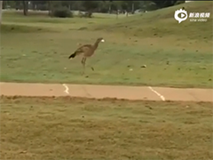 巴西叫鹤玩转高尔夫球 叼上球车道戏耍不停