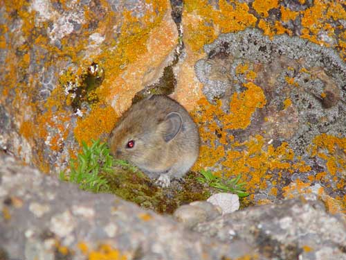 ͼ��-��������ľ��Ұ��������Դ�ḻ