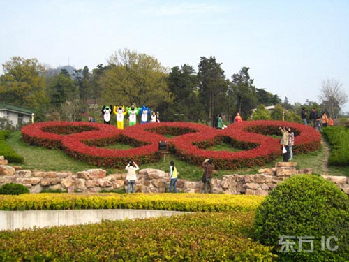 图文-南京灌木园林五环喜迎奥运 绿色奥运最好