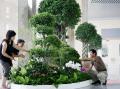 图文-天津站十万盆鲜花迎奥运 工人正摆放花卉盆景