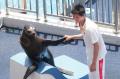 图文-奥运冠军游香港海洋公园 林跃与海豹玩耍
