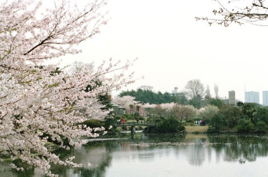 图文-历届亚运会举办城市介绍东京御苑花香水静