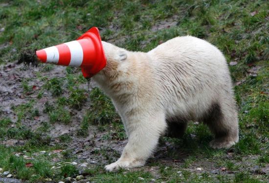 德国北极熊生日聚会玩转交通锥萌趣十足。