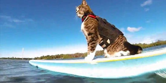 澳大利亚萌猫率领狗狗海滩冲浪名声大噪