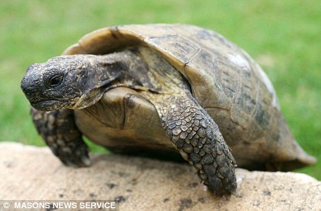 都听说过《龟兔赛跑》的故事,乌龟凭借恒心和毅力赢得了最后的胜利