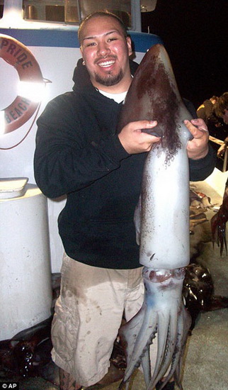 美国海滩出现成群巨大鱿鱼 最重达54斤(图)