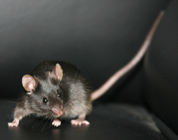 中国科学家首次用ips细胞克隆出活体小鼠