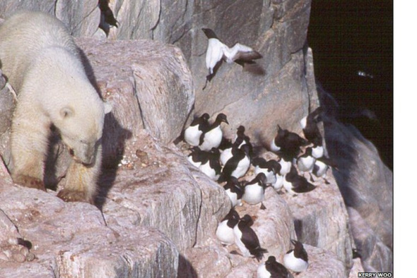 北极熊攀登悬崖峭壁捕食厚嘴海鸠(组图)