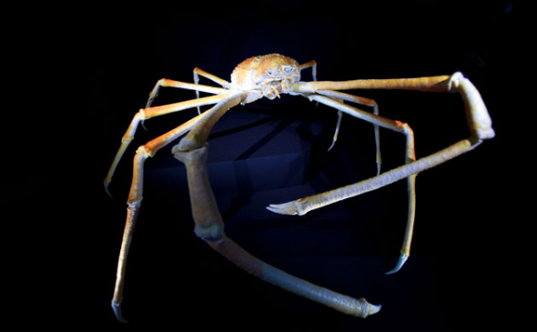 日本巨型蜘蛛蟹