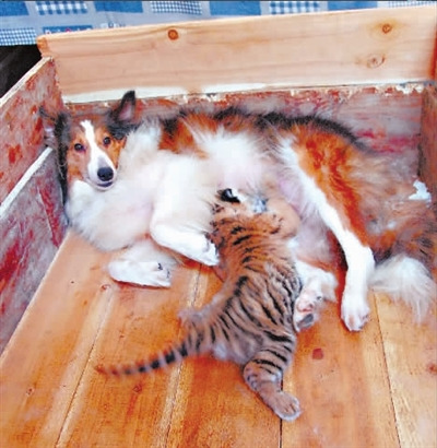 狗妈妈给小虎喂奶.通讯员 何志华 摄